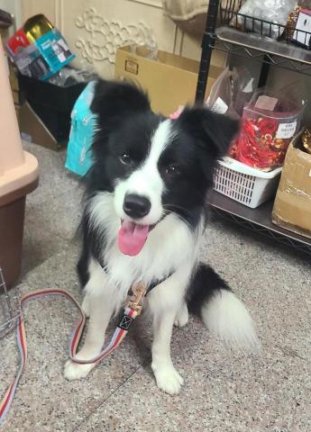 心 禾 狗 狗 教 學 - 