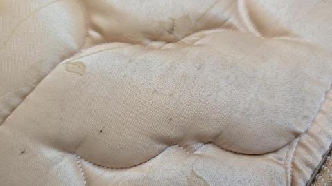 蟎布住 - 床墊黴菌污垢處理