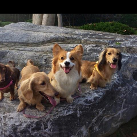 提供高爾夫球服務的專家黃淑華