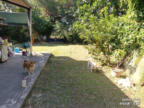 泡泡砍樹除草 - 