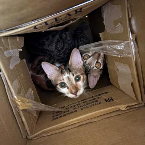 提供蘋果服務的專家Apple Ya (蘋果分享)