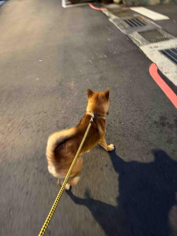 jean Lee - 到府照顧