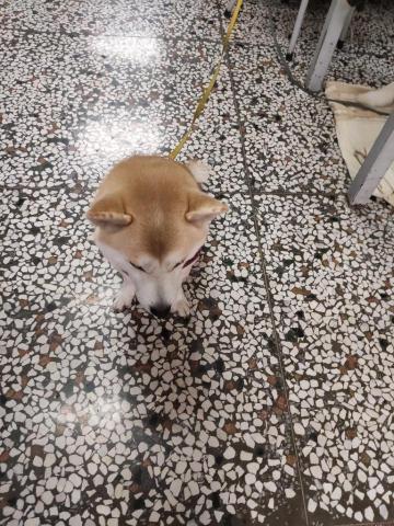 林詩叡 - 可愛的柴犬~