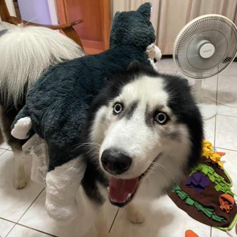 提供休息旅館服務的專家林欣慈