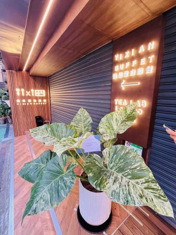 荷森綠植 - 開幕綠植