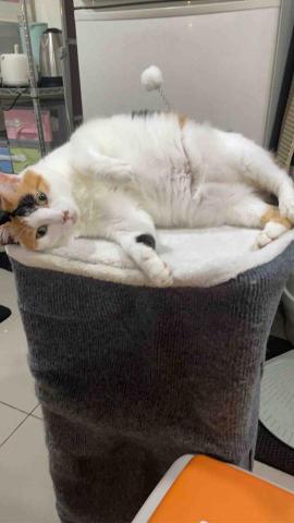 好生活提案-寵物居家保母