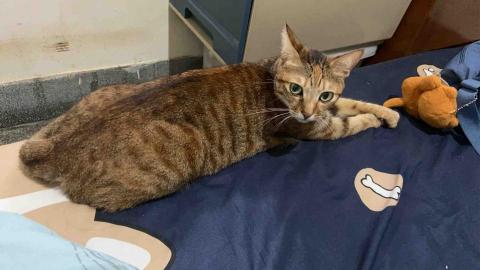 胡惠婷 - 家中的貓老二，今天3歲～