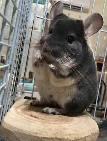 阿肥的家 - 我叫豆花，叫我老大