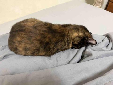 胡惠婷 - 家中的貓老大～已經7歲了～