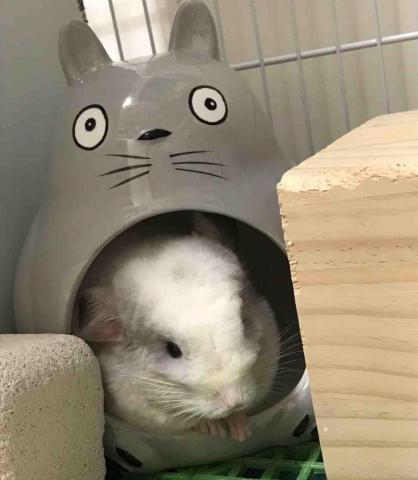 阿肥的家 - 我是卷卷，最喜歡睡覺?