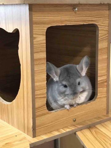 阿肥的家 - 我是diamond，我很愛吃喔