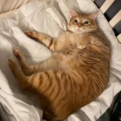 提供格式化救回服務的專家吳仔仔