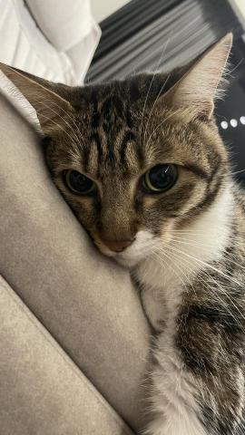 吳仔仔 - 客戶的貓超放鬆，即使我是第一次上門鏟屎，他也毫無警戒。