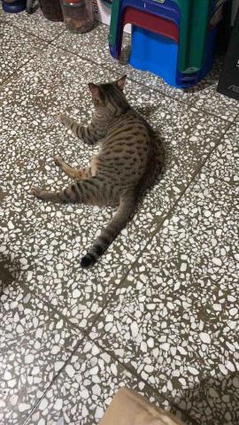 胡惠婷 - 家中的貓小弟，今年2歲～