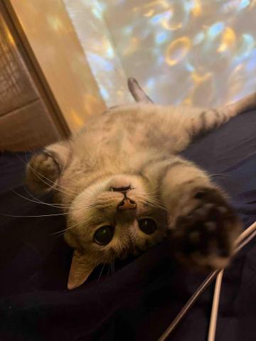 小白貓🐈&zwj;⬛小宰便