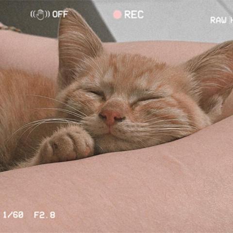 提供保姆服務的專家林淑娟