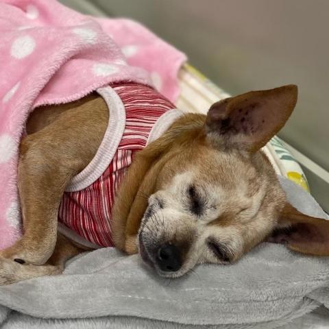 提供遛狗服務的專家紀詠甯