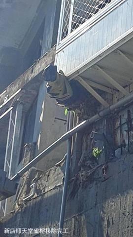 楓橋 - 新店順天堂雀榕移除完工