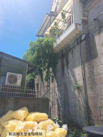 楓橋 - 新店順天堂雀榕移除