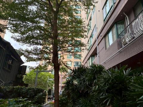 楓橋 - 台北士林新天地樹木移除