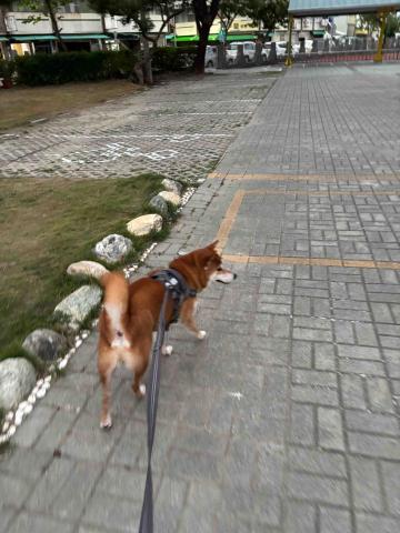 宥成 - 寄養小狗