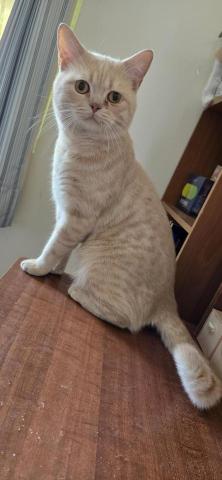 徐晏緹 - 麻荖喜歡呼嚕嚕♡