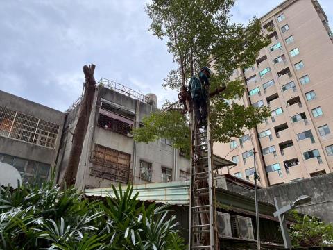 楓橋 - 台北士林新天地樹木移除完工
