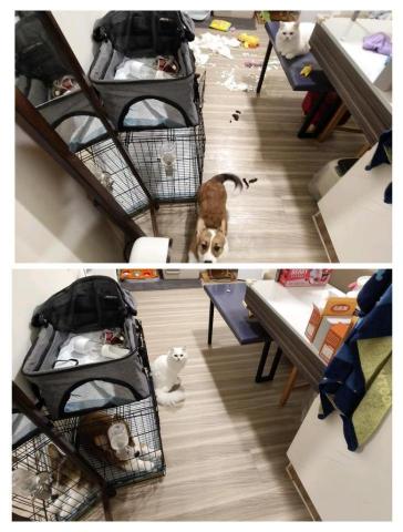 周喵喵整潔室 - 