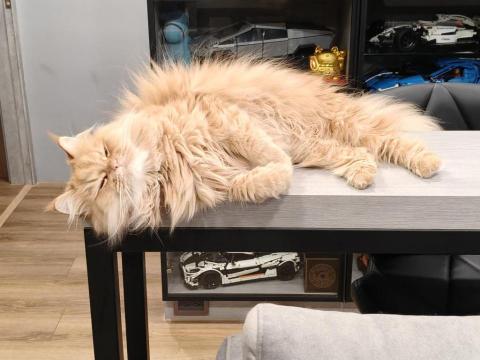 周喵喵整潔室 - 