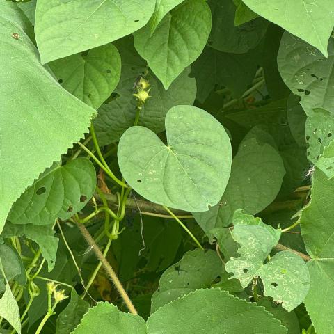 提供zbrush書服務的專家張德葉