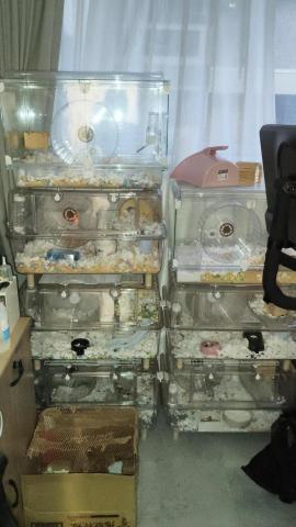 周喵喵整潔室 - 