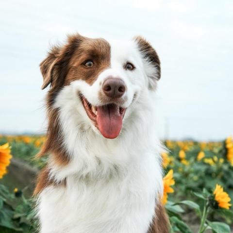 提供兒童房布置服務的專家陳貞君