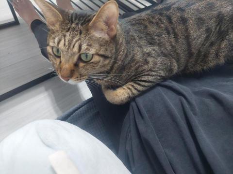 歐白白 - 服務結束後，總是跳上腿來討摸摸～