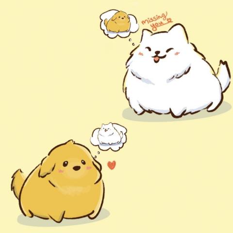 ChungMSSS - 金毛與薩摩耶情頭