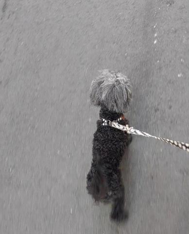 歐白白 - 散步時總愛爆衝的小王子～