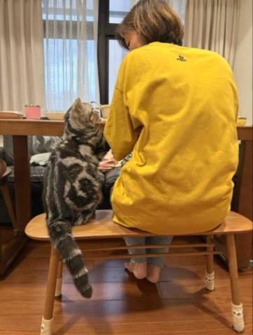 錐媽媽到府 - 家裡的14歲貓孩