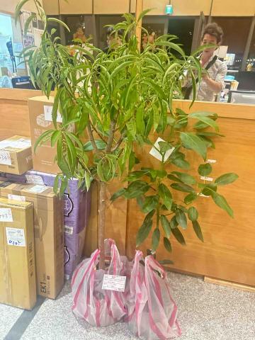 江東霖 - 植物搬運運送服務也有喔