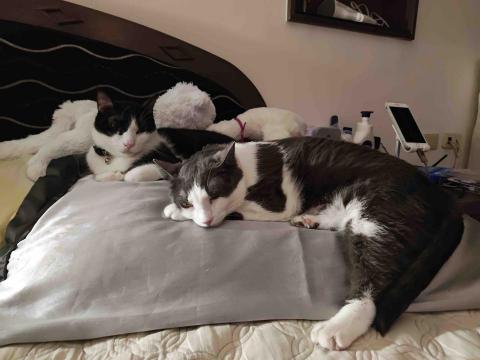 羽童 - 家裡養的貓咪～