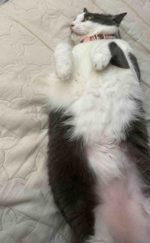 羽童 - 翻肚肚的布丁