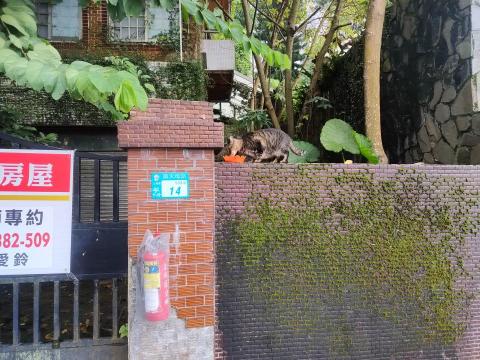 楊小姐 - 每天山上餵浪貓罐頭飼料肉泥 至少每月自掏腰包3-4000以上 