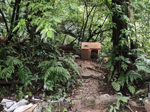 楊小姐 - 每天山上餵浪貓罐頭飼料肉泥 至少每月自掏腰包3-4000以上 