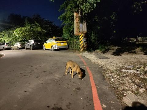 楊小姐 - 每天山上餵浪貓罐頭飼料肉泥 至少每月自掏腰包3-4000以上 