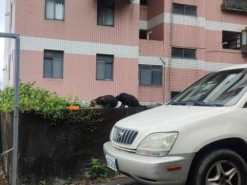 楊小姐 - 每天山上餵浪貓罐頭飼料肉泥 至少每月自掏腰包3-4000以上 