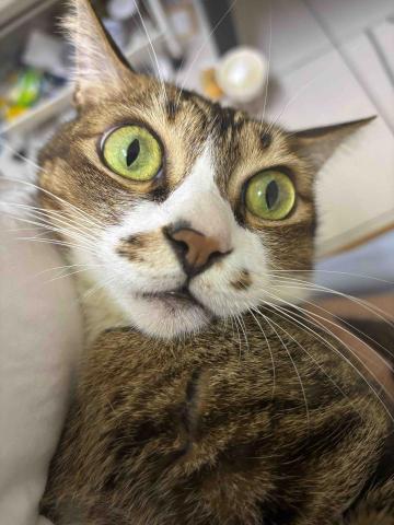 提供按讚攻擊服務的專家鍾翼萍