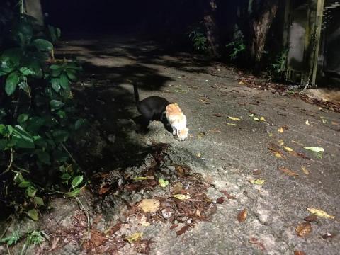 楊小姐 - 每天山上餵浪貓罐頭飼料肉泥 至少每月自掏腰包3-4000以上 