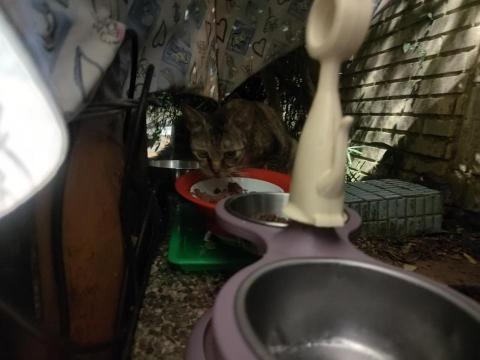 楊小姐 - 每天山上餵浪貓罐頭飼料肉泥 至少每月自掏腰包3-4000以上 