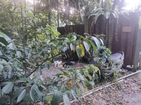 楊小姐 - 每天山上餵浪貓罐頭飼料肉泥 至少每月自掏腰包3-4000以上 