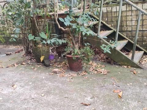 楊小姐 - 每天山上餵浪貓罐頭飼料肉泥 至少每月自掏腰包3-4000以上 