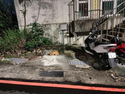 楊小姐 - 每天山上餵食浪貓