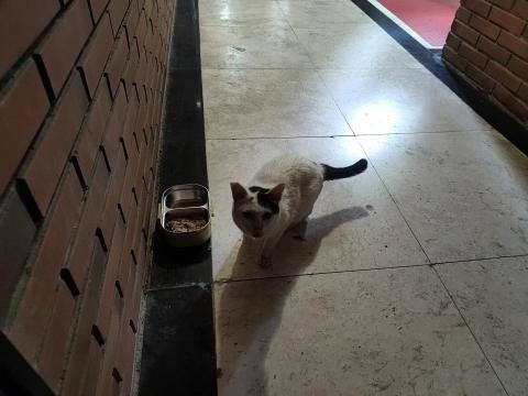 楊小姐 - 每天山上餵浪貓罐頭飼料肉泥 至少每月自掏腰包3-4000以上 